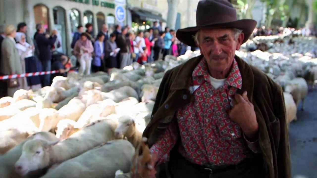 Transhumance en Provence 2014: Saint R&eacute;my de Provence