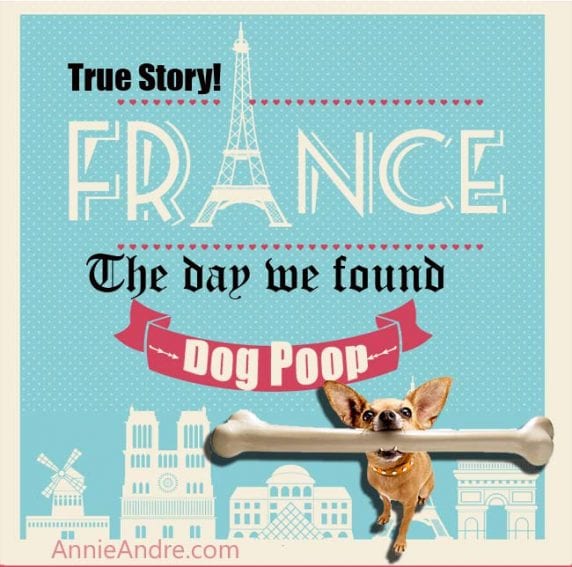 dog poom france infographic dog poom france infographic