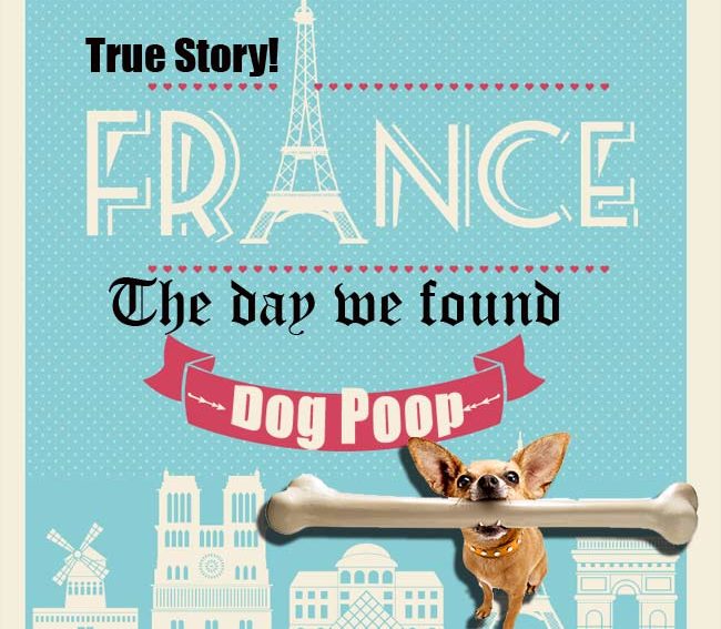 dog poom france infographic dog poom france infographic