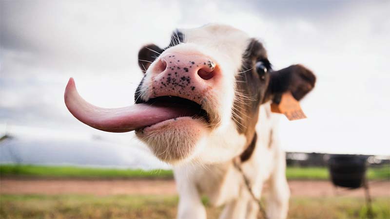 Happy baby calf sticking tongue out