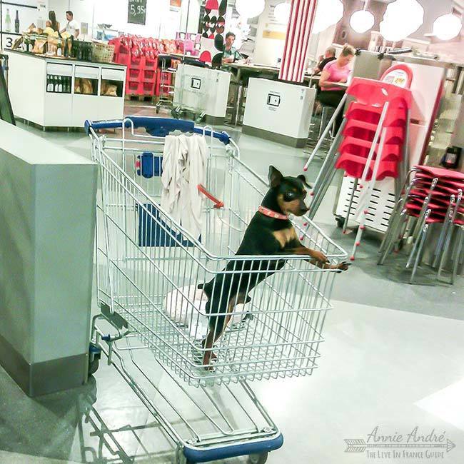 a dog at Ikea in France: It's ok to bring small dogs in public places including the food store