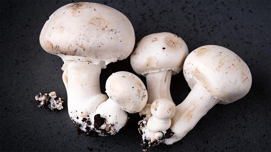 Paris mushrooms origins of white button mushroom