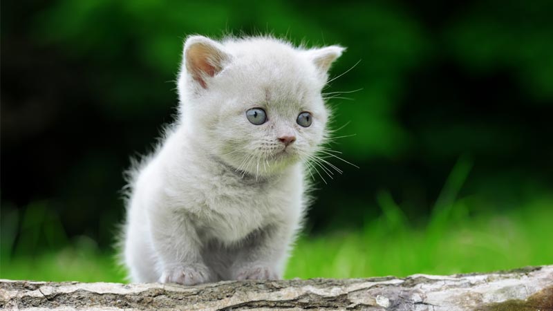 300-super-cute-french-cat-names-by-personality-interest