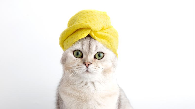 300 Super Cute French Cat Names By Personality Interest 300-super-cute-french-cat-names-by-personality-interest