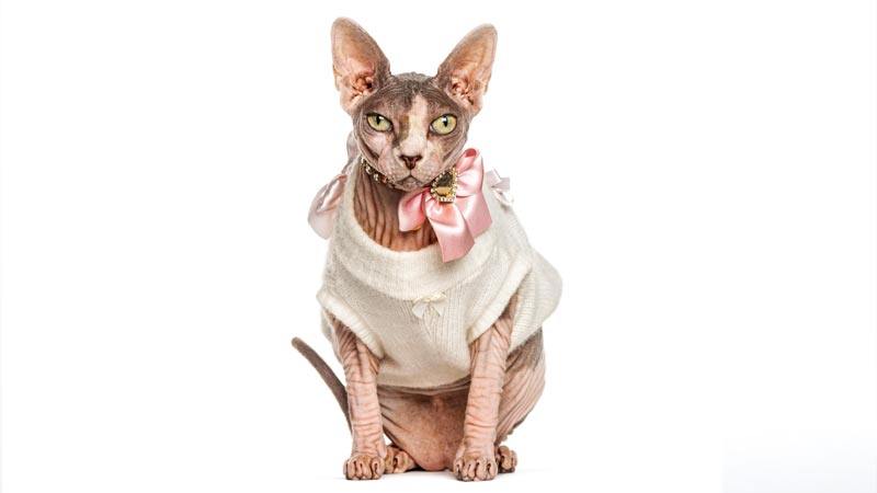 300 Super Cute French Cat Names By Personality Interest 300-super-cute-french-cat-names-by-personality-interest
