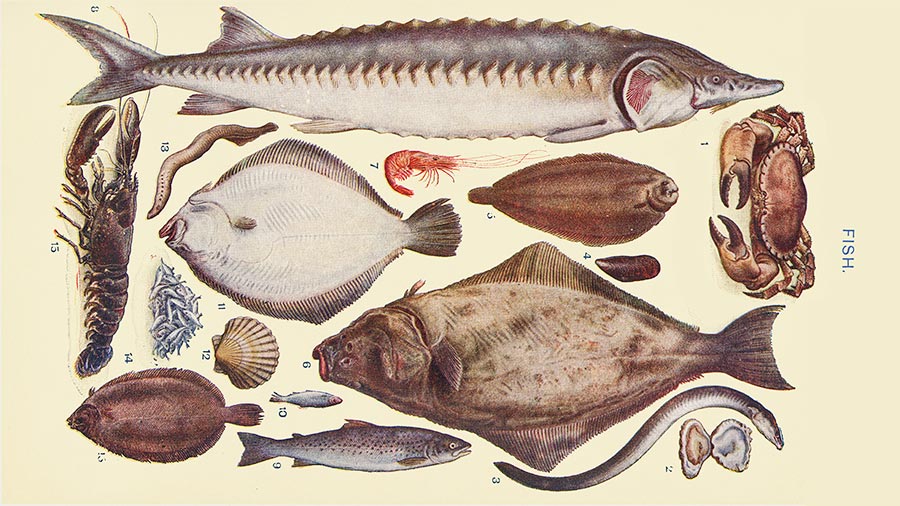 67 seafood and fish names in French