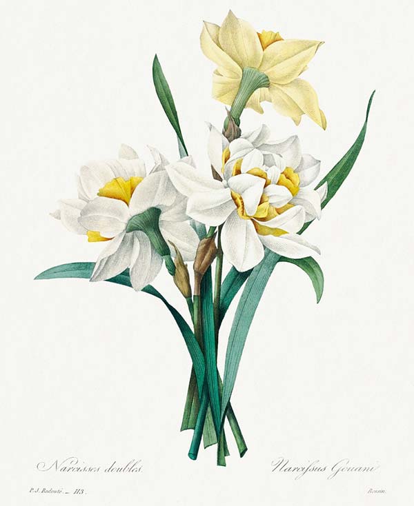 What is Floriography? The history of the Language of flowers