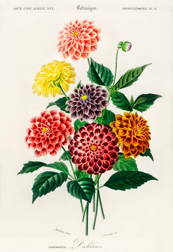 Popular flowers in France Their French flower names & meanings