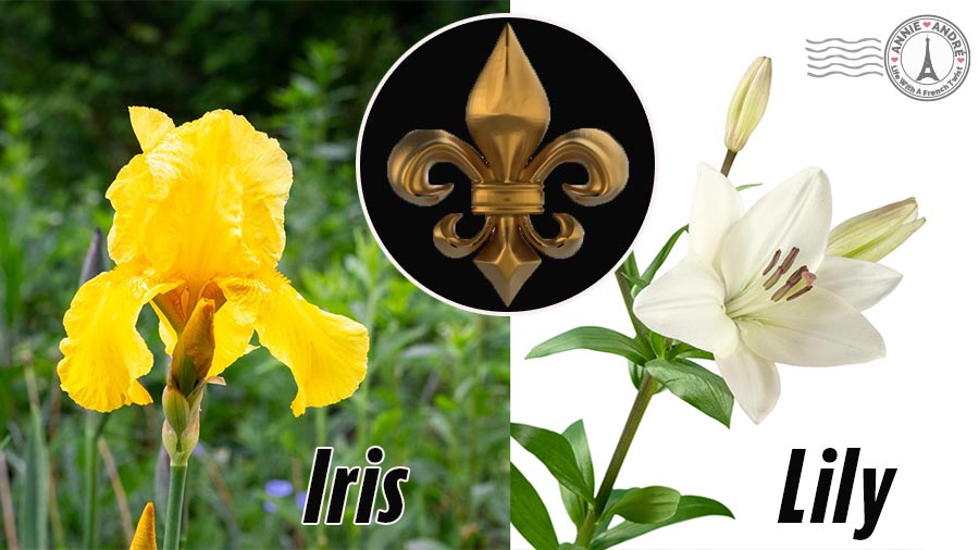 Fleurdelis The National flower of France isn't what you think it