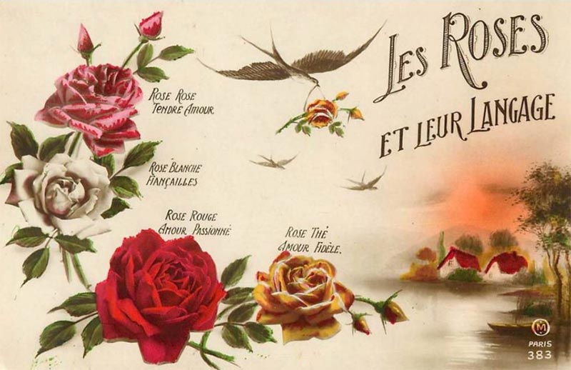 Popular flowers in France Their French flower names & meanings