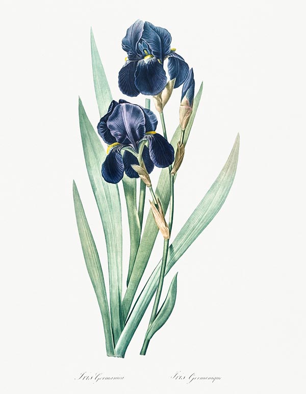 Popular flowers in France + their French flower names & meanings